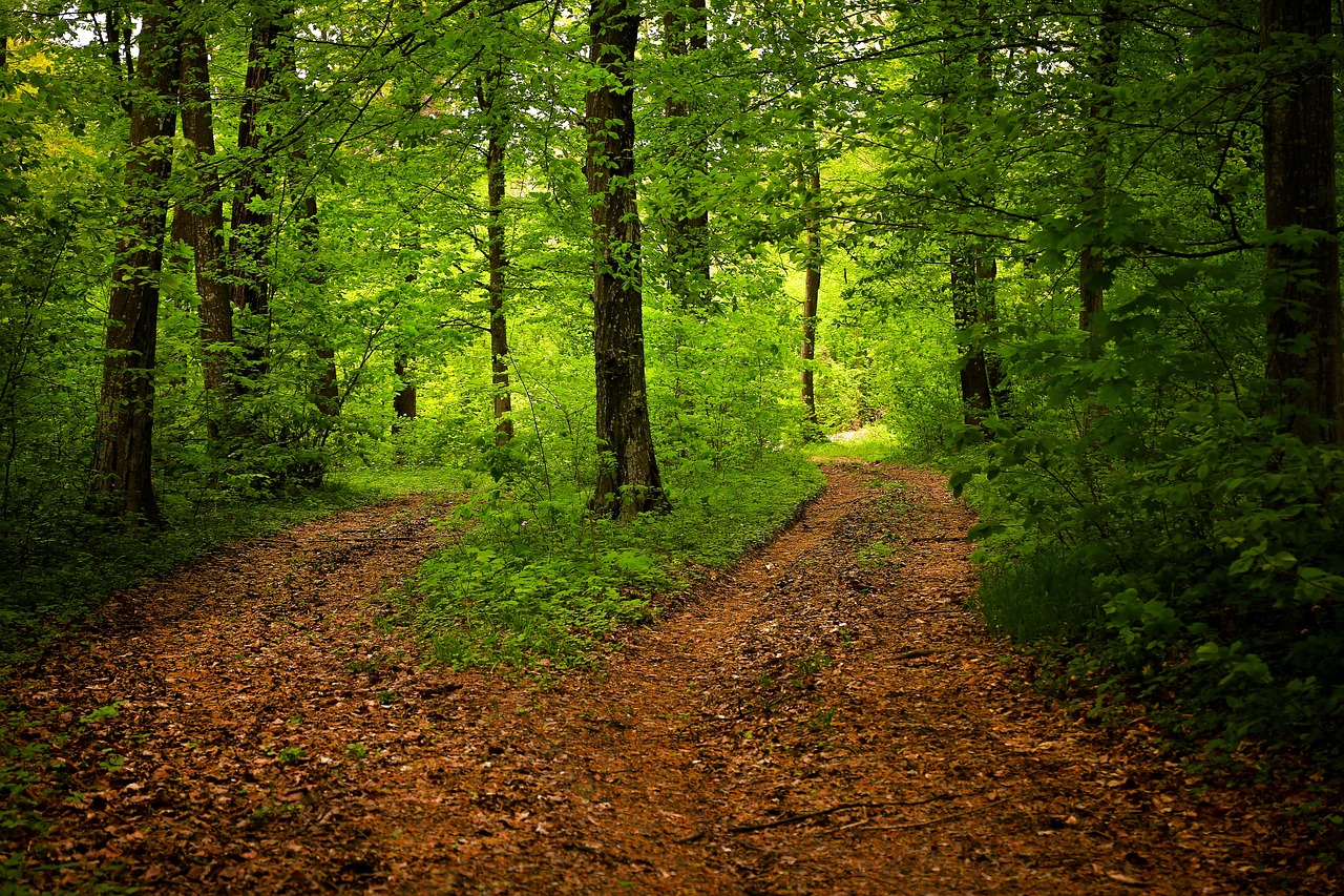 Exploring the Path to Entrepreneurship Through Franchising